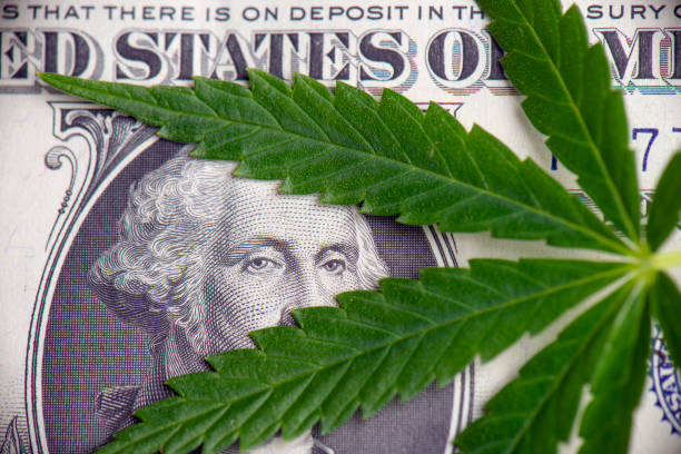 Detail of cannabis leaf over american dollar bill stock photo