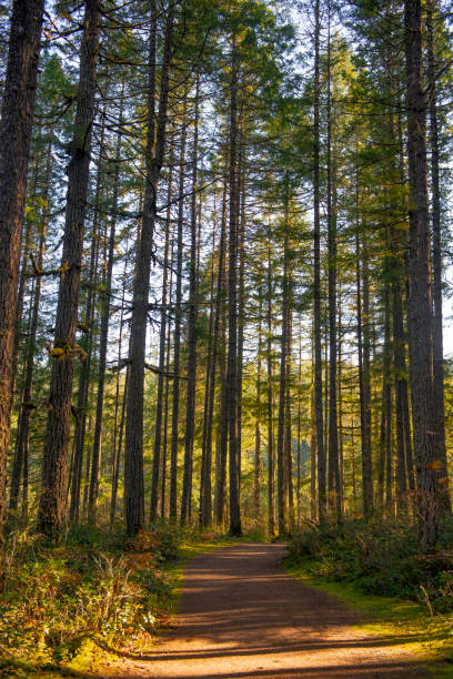 istock Sunrays filtering thru the forest foliage in Vancouver Island, Canada 1126304635