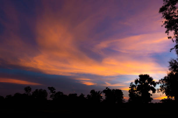 istock Silhouette of a trees at the forest in sunset. 1126305942