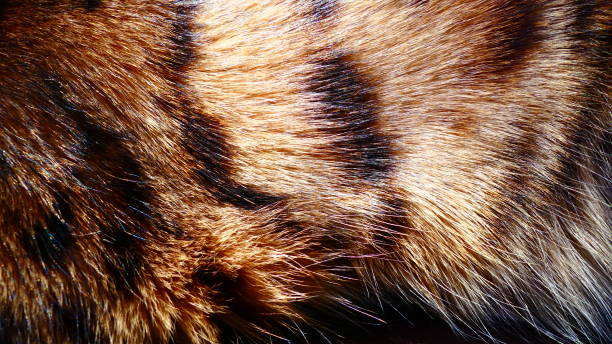 istock Bengal cat fur in close-up 1126306012
