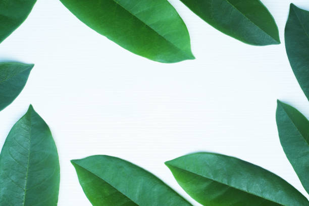 istock White wall decorated by green leafs, natural texture background concept, copy space 1126307200