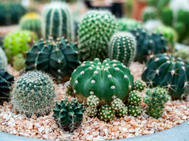 istock Cactus plant in pots 1126308842
