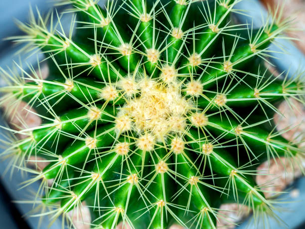 istock Cactus plant in pots 1126308856