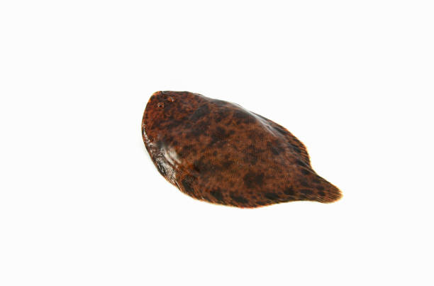 istock freshwater sole or river sole fish fresh isolated on white background 1126314164