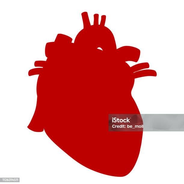 Human Heart Anatomical Vector Illustration Isolated On White Background Stock Illustration - Download Image Now