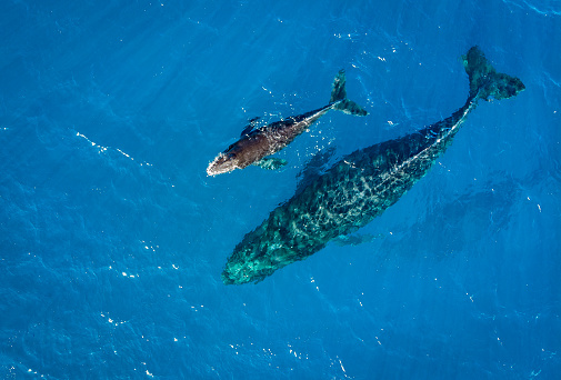 Humpbacks resting and playing