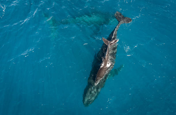 istock Humpback whales in Hawaii 1126316506