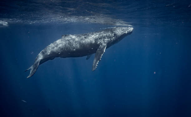 istock Humpback whales in Hawaii 1126317035