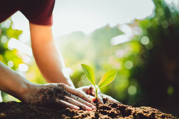 istock Fresh Green Plant Growing,Tree Growth Steps In nature And beautiful morning lighting 1126319048