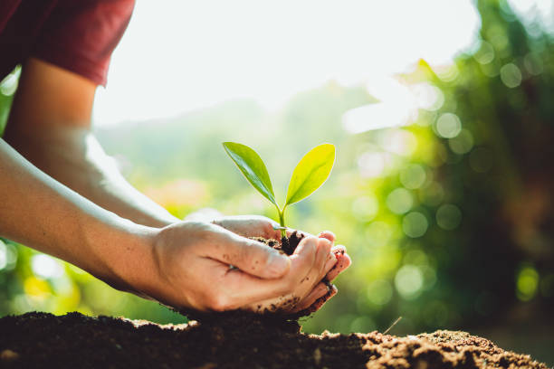 istock Fresh Green Plant Growing,Tree Growth Steps In nature And beautiful morning lighting 1126319053
