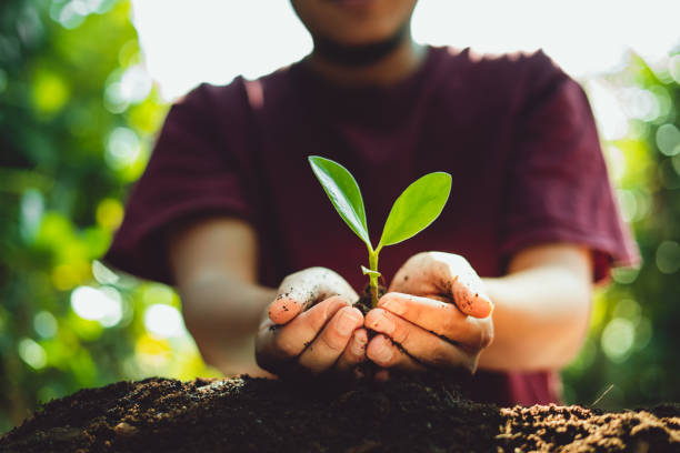 istock Fresh Green Plant Growing,Tree Growth Steps In nature And beautiful morning lighting 1126319598
