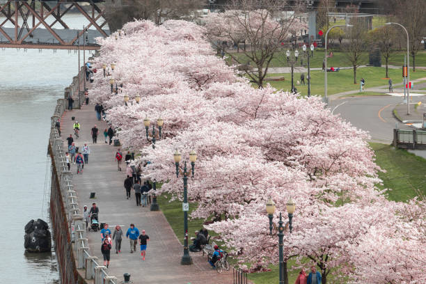 Portland, OR, USA - March 2017: People walking along Waterfront Bike Trail as cherry trees blossom in downtown Portland Oregon in Spring season.