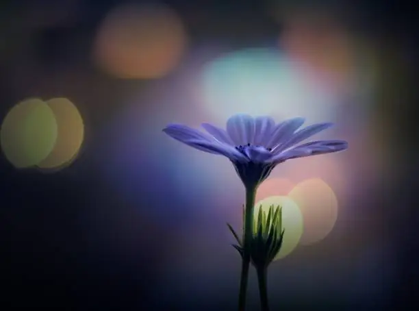 Two african daisies, one open and another beginning blooming on a blue background with bokeh and light