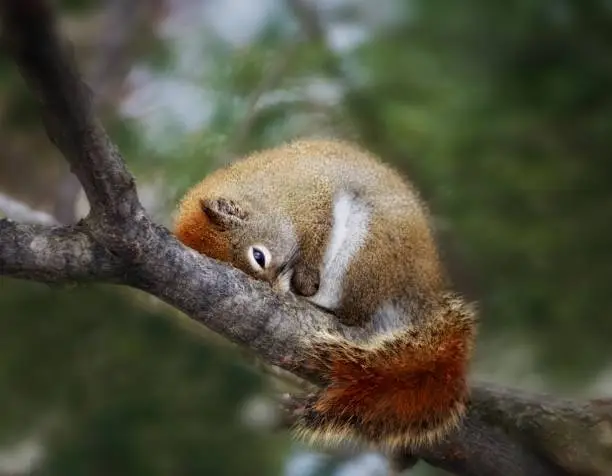 red young squirrel falling asleep on a branch on a blurry forest background