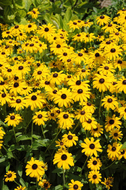 istock Beautiful Black Eyed Susan flowers 1126322569