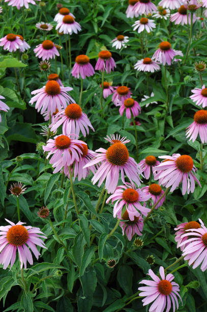 istock Echinacea Flower in the garden 1126323686