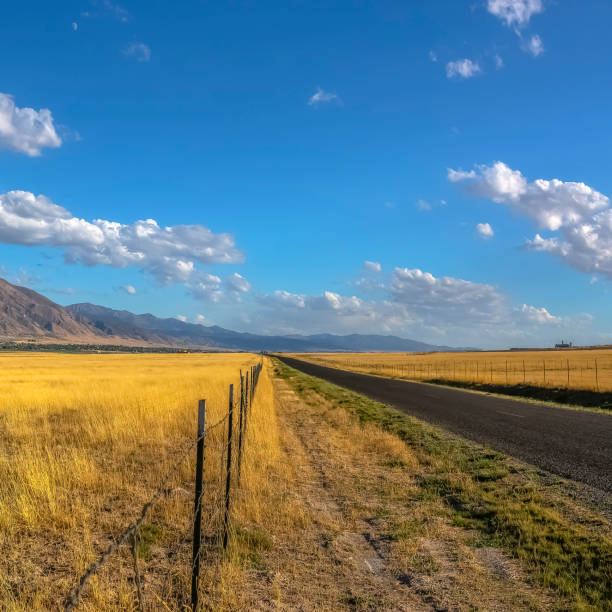 istock Road along a grassy field with barbed wire fence 1126324424