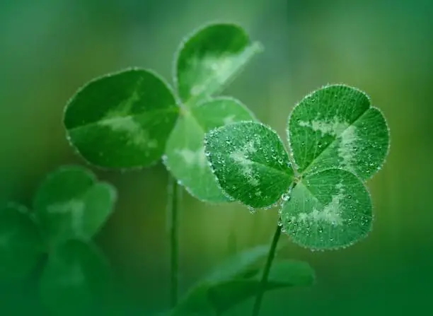 A focused clover leaf up-front, covered in water drops, looking like pearls, and blurry clover leaves background.