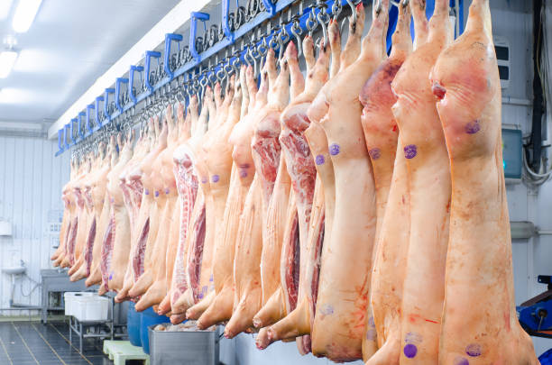 l’usine de viande. porc, suspendu à crochets. carcasses de porc dans l’atelier des bouchers. traitement industriel du porc. boucherie - slaughterhouse photos et images de collection