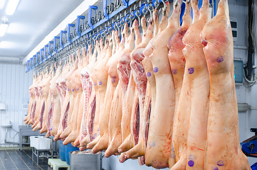 The meat factory. Pork hanging on hooks. Pork carcasses in the workshop of butchers. Industrial processing of pork. Butcher.