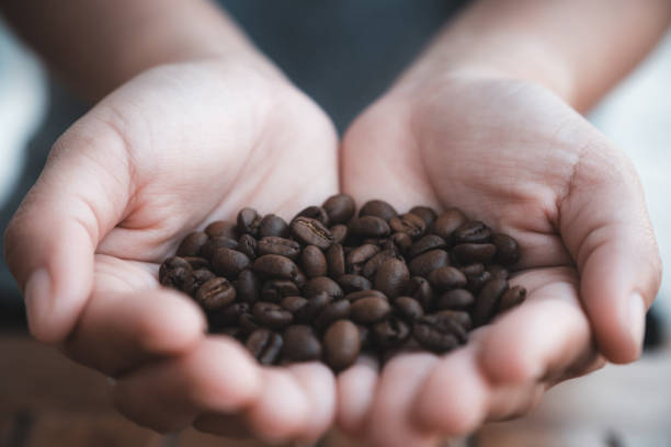 istock a woman's hands holding and showing coffee beans 1126329847
