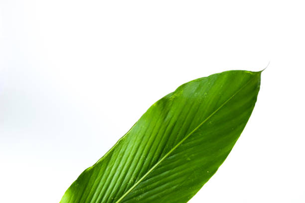 istock Leaf Amomum biflorum Jack. Close up 1126332068