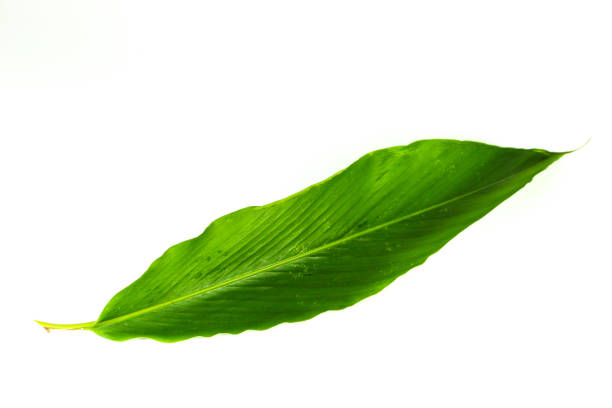 istock Leaf Amomum biflorum Jack. Close up 1126332173