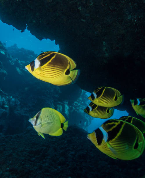 istock scuba diving lanai, hawaii 1126332591