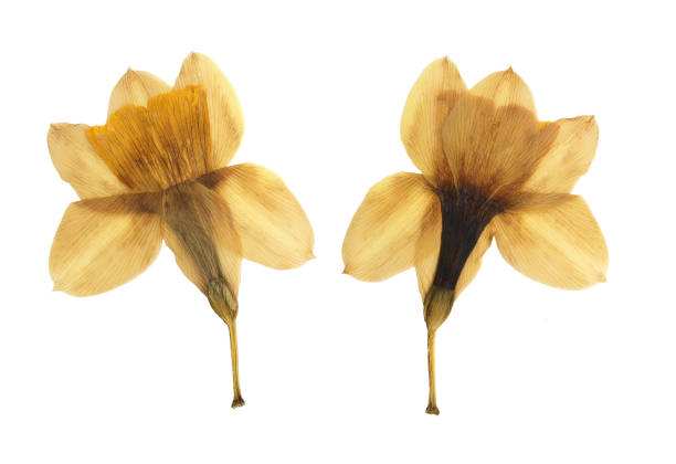 Pressed and dried delicate flowers narcissus, isolated on white background. For use in scrapbooking, floristry or herbarium.