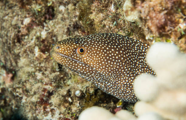 istock scuba diving lanai, hawaii 1126332666