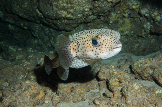 istock scuba diving lanai, hawaii 1126332756