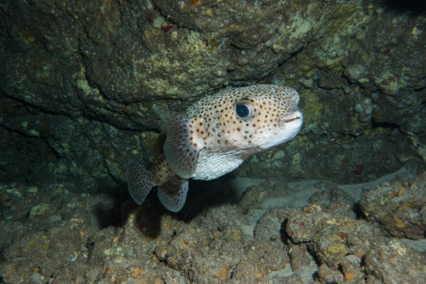 istock scuba diving lanai, hawaii 1126332761