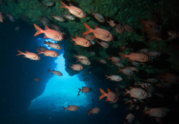 istock scuba diving lanai, hawaii 1126332783