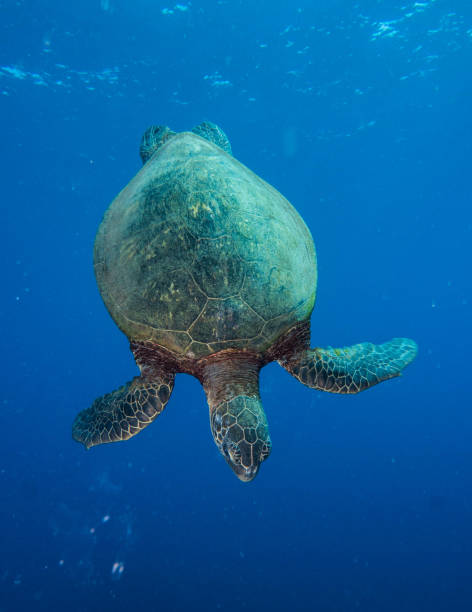 istock scuba diving lanai, hawaii 1126333330