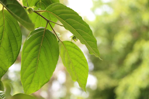 istock Melodorum fruticosum Lour in garden 1126335962