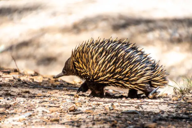 Echidna on the move heading for shelter