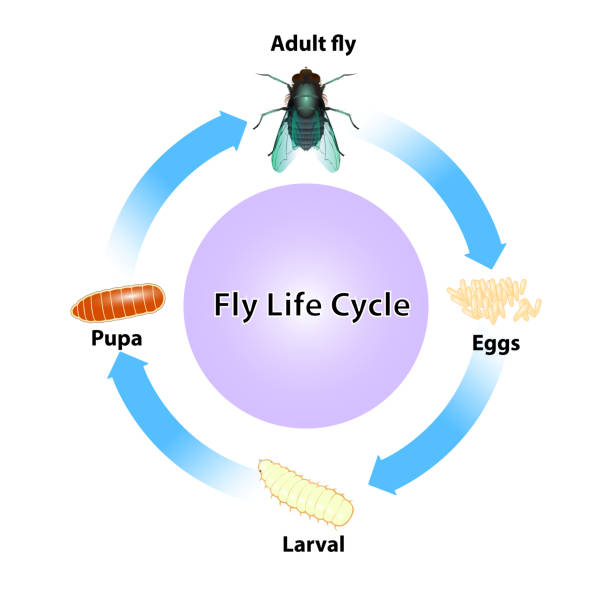 Flying Fish Stage Fruit Fly Life Cycle Stages