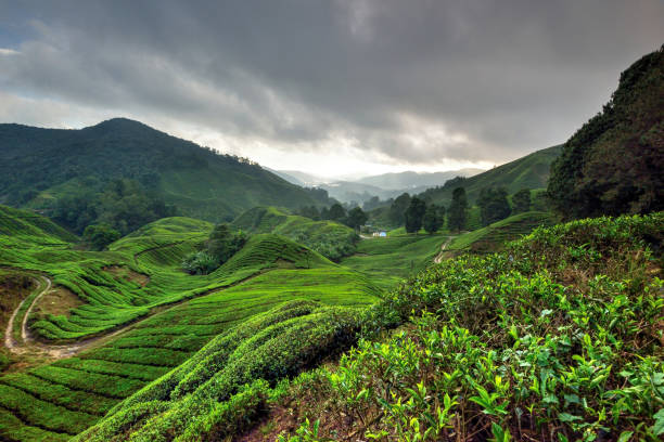 istock Tea plantations, Cameron Highlands 1126339288