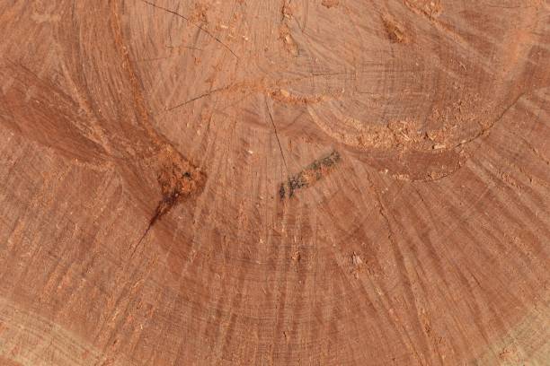 istock Textured sawn wood closeup 1126340200