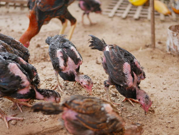 istock Selective focus of young chickens in a coop with feather loss 1126343152