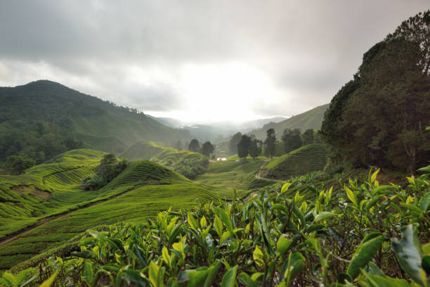 istock Sungai Palas Tea Plantation, Cameron Highlands 1126343376