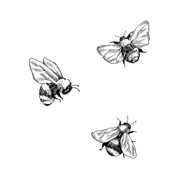 땅벌 집합입니다. 손으로 그린 벡터 일러스트 레이 션. 벡터 트리 꿀벌의 그림입니다. 손으로 그린 곤충 밑그림 흰색 절연입니다. 조각 스타일 범블 비 삽화입니다. - 레이션 일러스트 stock illustrations