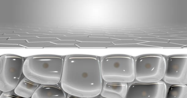Sub Skin Dermis Layer A cross section scientific view of a skins top layer and eperdermis cells sub layer beneath it on an isolated background - 3D render cross section of skin stock pictures, royalty-free photos & images