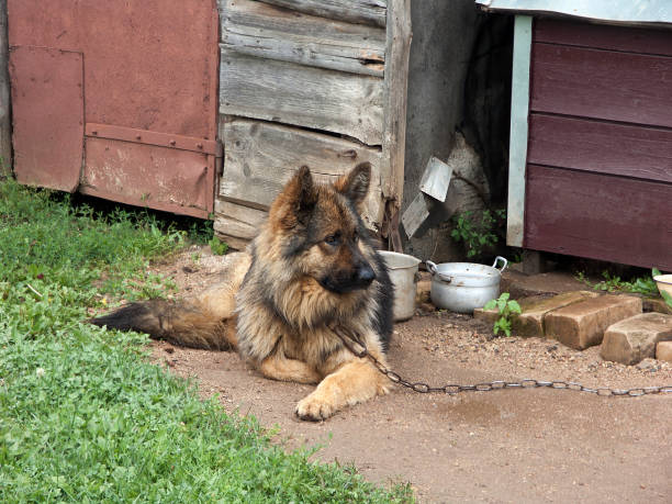 dog tethered to a barn