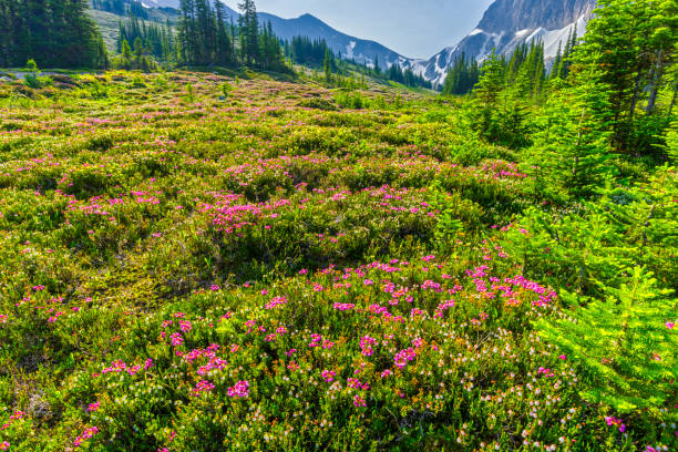 istock Jasper National Park in Alberta Canada 1126345780
