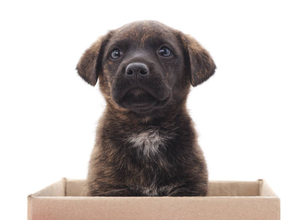 istock One little dog in the box. 1126345813