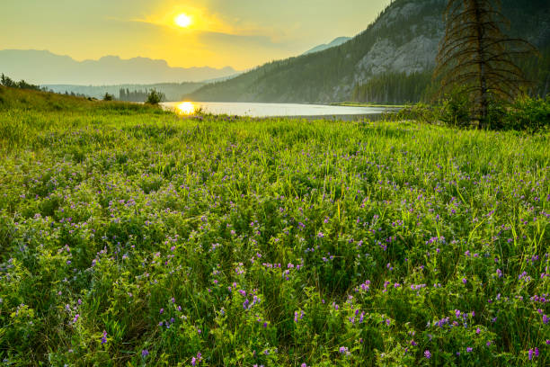 istock Jasper National Park in Alberta Canada 1126346584
