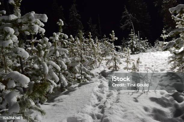Night Time Winter Tracks Stock Photo - Download Image Now - Beauty In Nature, Canada, Cold Temperature