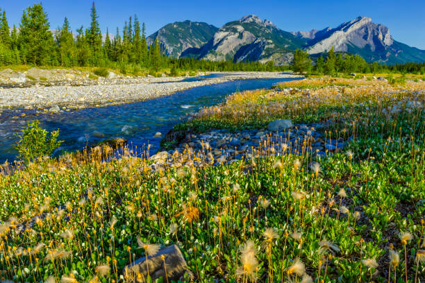 istock Jasper National Park in Alberta Canada 1126347004