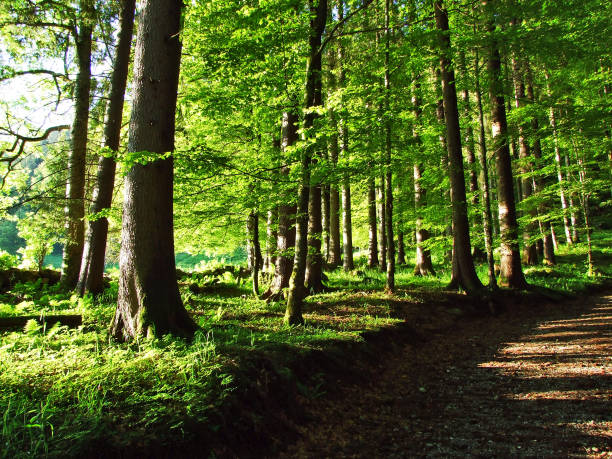 istock Trees and mixed forests on the slopes between the Churfirsten mountain range and Thurtal valley 1126347403
